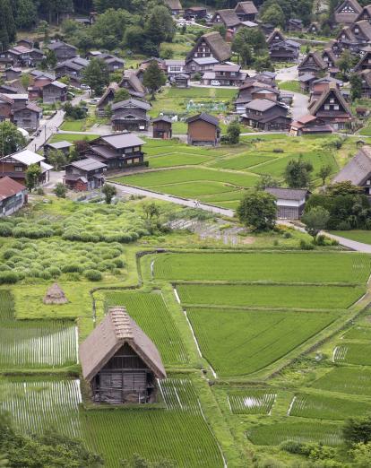 Gassho-zukuri farmhouses surrounded by rice paddies in the UNESCO world heritage town of Shirakawago