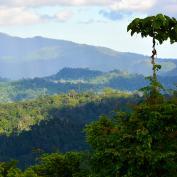 View of the canopy in Danum Valley