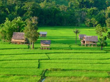 Vibrant green rice fields and thatched homes in Muang La countryside