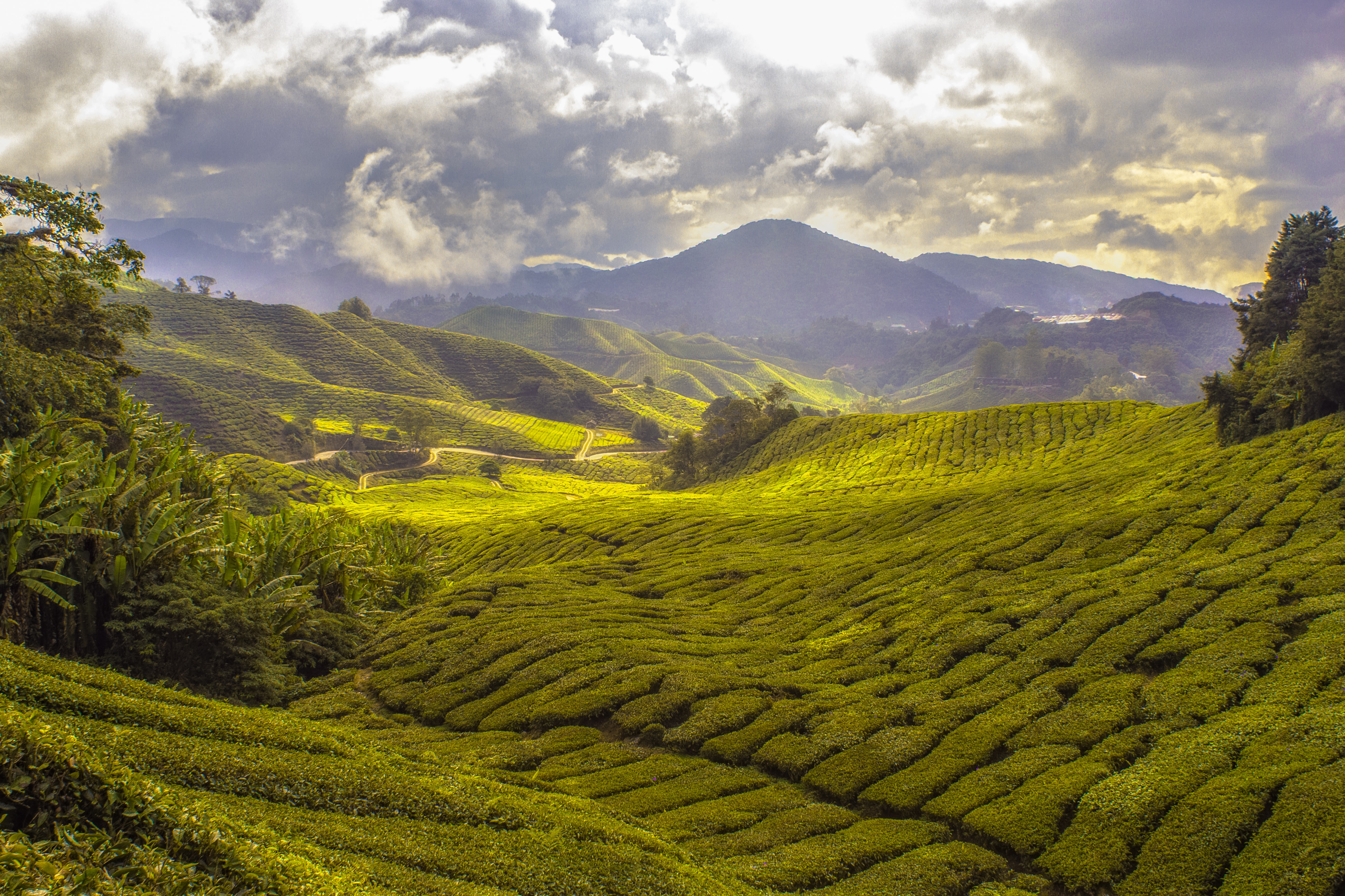 Tea plantations of Cameron Highlands