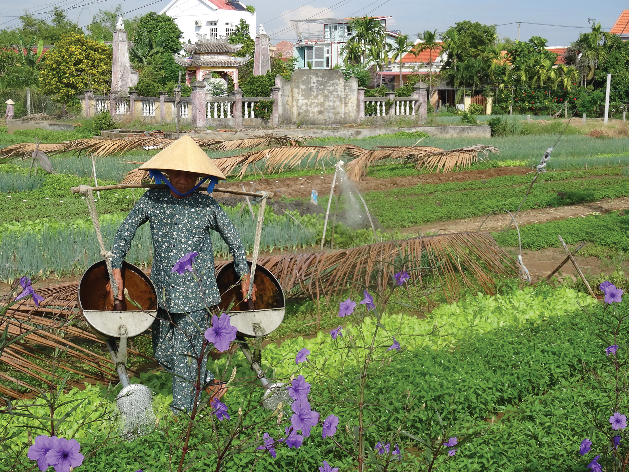 Farming in Vietnam