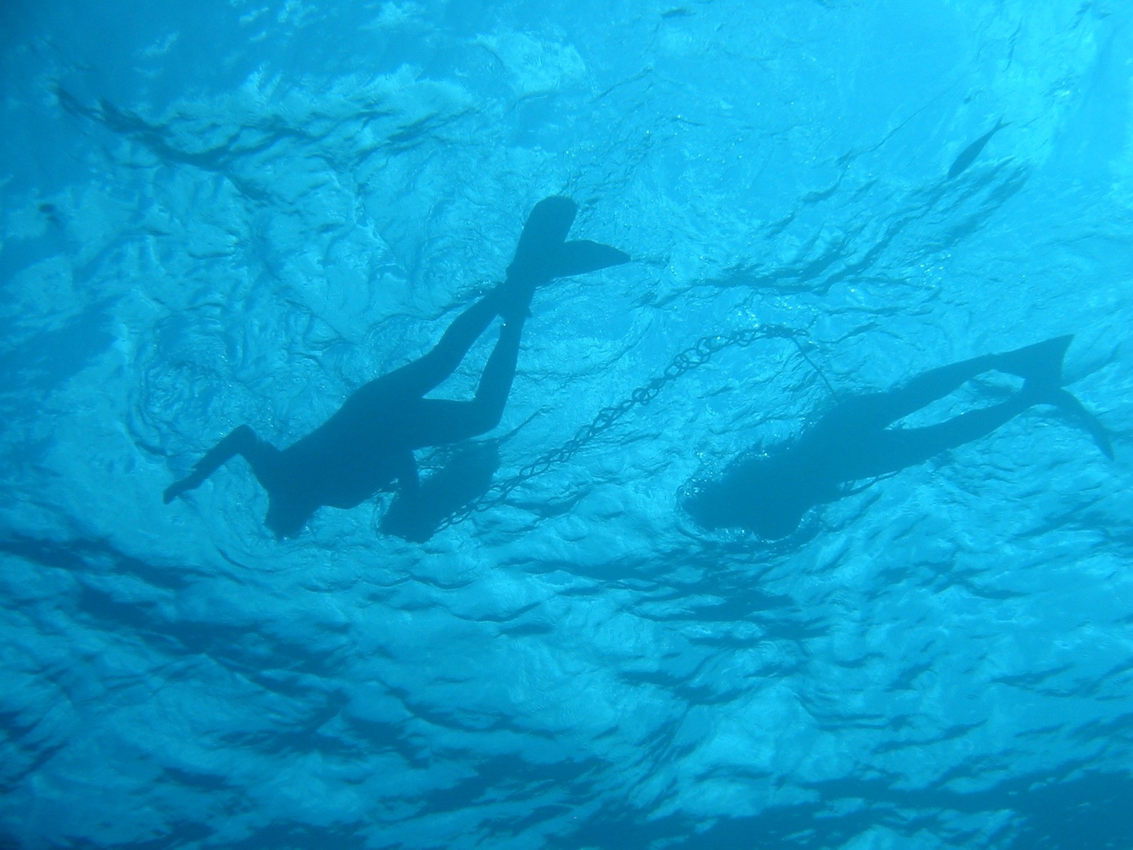 Divers silhouetted in the water.