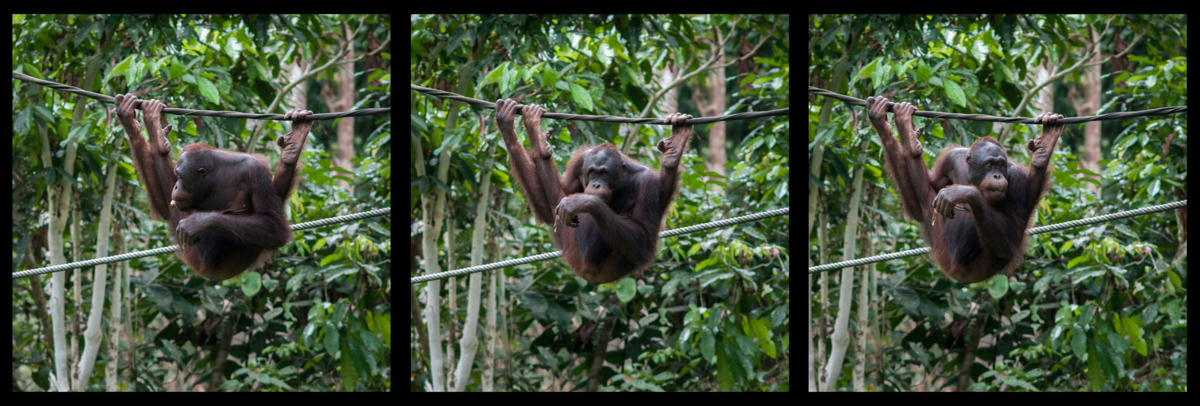 orangutan