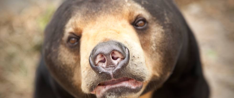 A rescued bear at Phnom Tmao