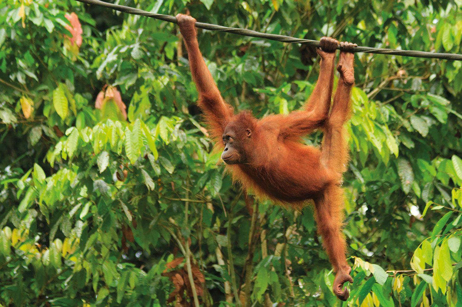 orangutan borneo