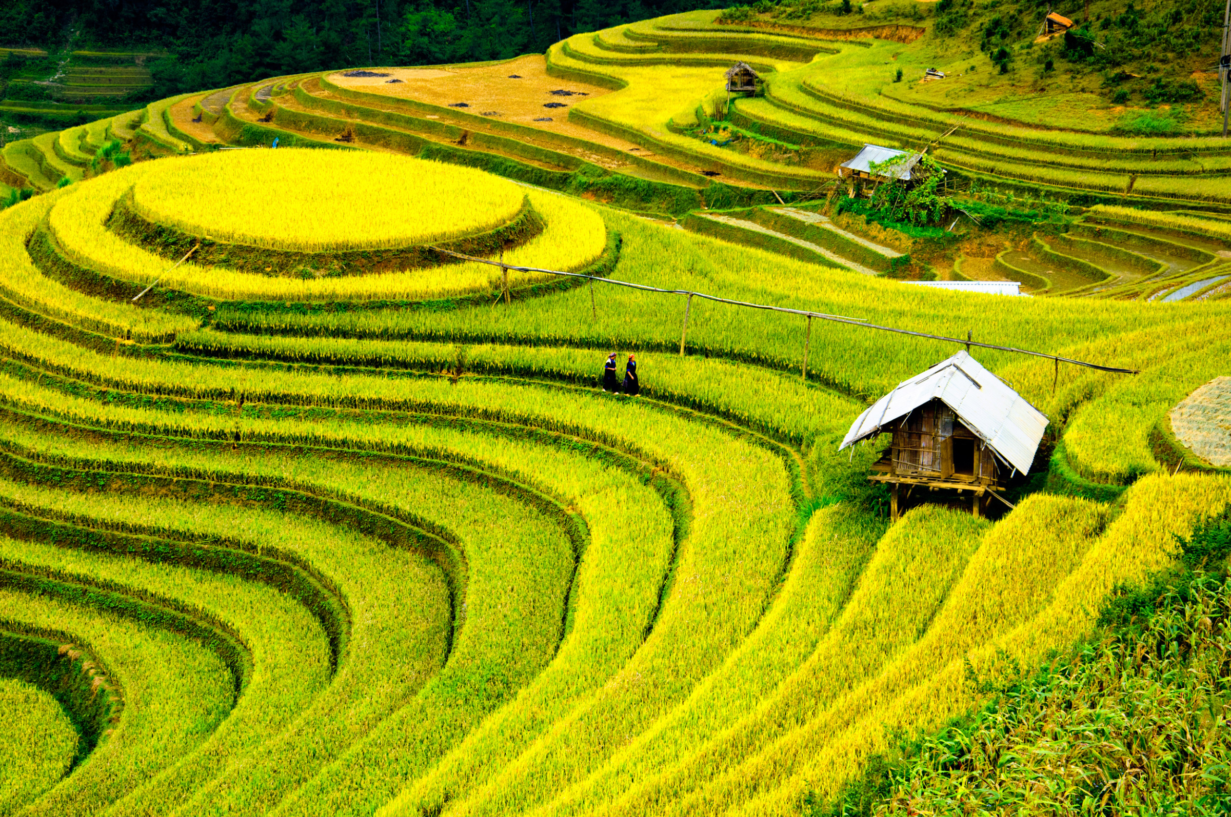 rice paddy field