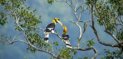 Endangered hornbill birds frolic on branches in a forest of Malaysian Borneo