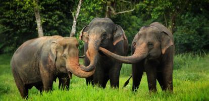 Elephants of Elephant Hills sanctuary, Khao Sok National Park