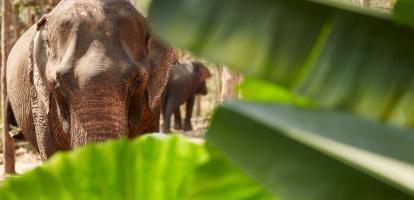 Asian elephant near Siem Reap looks at the camera behind plantain tree leaves