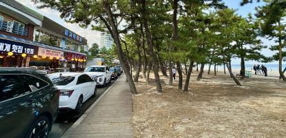 Cars parked on the street right next to the pine-covered beach in Gangneung, South Korea