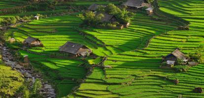 Electric shades of green cover undulating rice terraces in Sapa, Vietnam