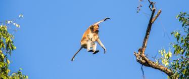 Proboscis monkey from tree to tree in Borneo