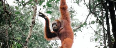Orangutan in the trees at Semenggoh Orangutan Sanctuary