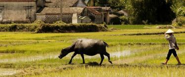 Farming with buffalo in Triem Tay village, near Hoi An
