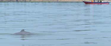 Spotting the Irrawaddy dolphin