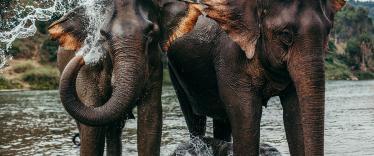 Elephants washing in the river