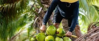 Man cutting down coconuts in Thailand