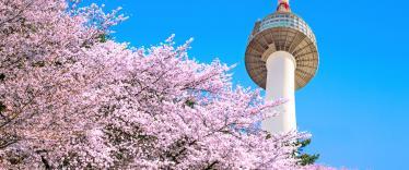 Seoul Tower rises above beautiful cherry blossom trees agains vibrant sky background
