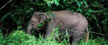 Borneo-Kinabatangan-River-Wildlife-River-Safari-on-Kinabatangan-River-Rob-Hampson-Unsplash