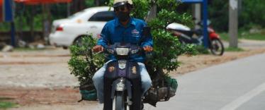 Transporting a tree by motorbike