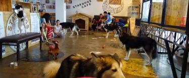 Dog Cafe