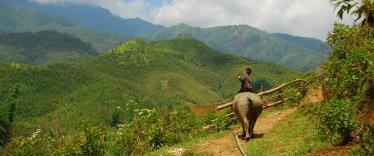 Buffalo riding