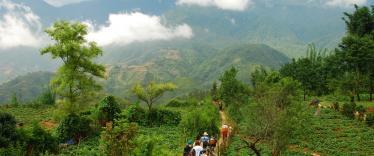 The greenery of Sapa