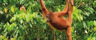 orangutan borneo