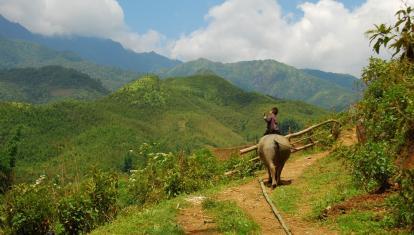 Child riding a buffalo in the highlands of Sapa