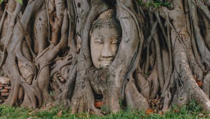 Buddha statue peeks through Banyan tree roots in Ayutthaya historical park