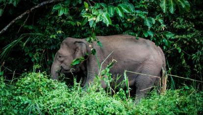 Borneo-Kinabatangan-River-Wildlife-River-Safari-on-Kinabatangan-River-Rob-Hampson-Unsplash