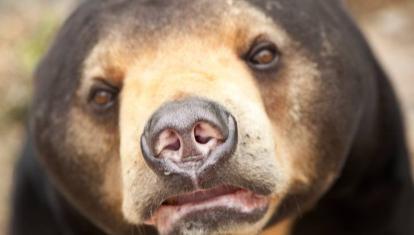 A rescued bear at Phnom Tmao