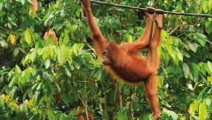 orangutan borneo