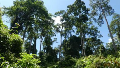 Danum Valley Rainforest