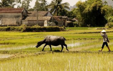 Farming with buffalo in Triem Tay village, near Hoi An