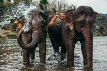 Elephants washing in the river