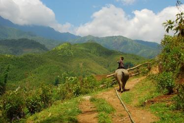 Child riding a buffalo in the highlands of Sapa