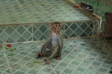 Avoid the naughty monkeys at Po Win Taung