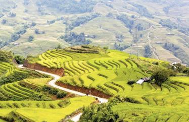 Rice paddies in Sapa