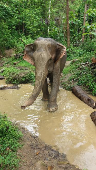 Elephant in Northern Laos