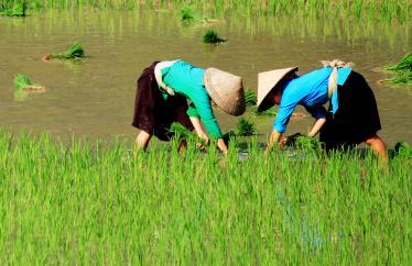 Rice terrace Vietnam