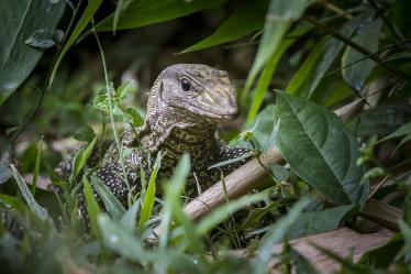 asian-water-monitor-4828484_960_720