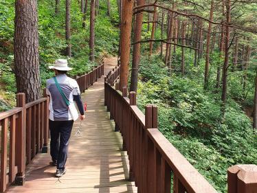 Man holding a hiking stick walks through wooden planks in a forest hike in South Korea