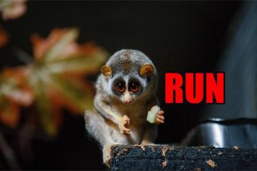 dangerous animals in borneo slow loris