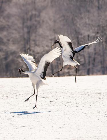 Japan winter wildlife